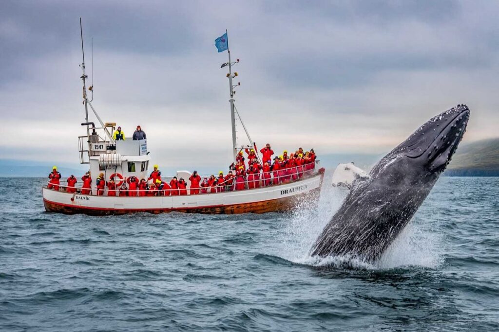 Whale Watching in Iceland