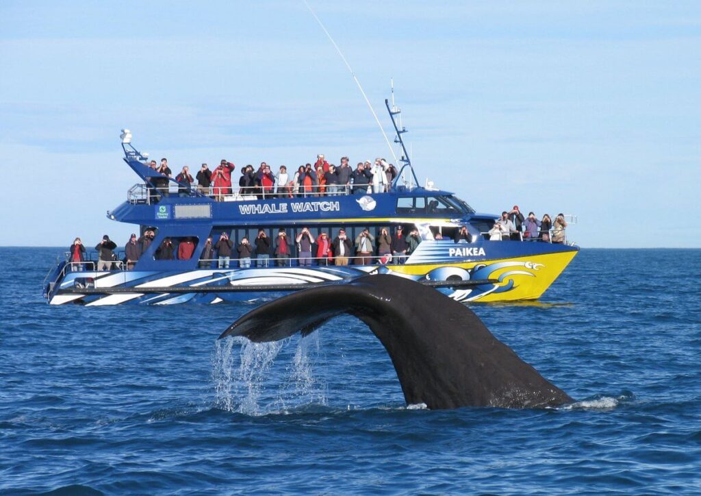 Whale Watching in Kaikoura, New Zealand