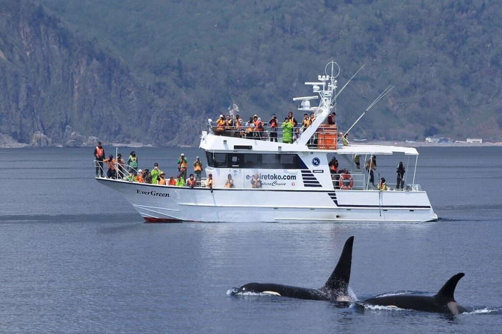Whale Watching in Rausu, Hokkaido, Japan