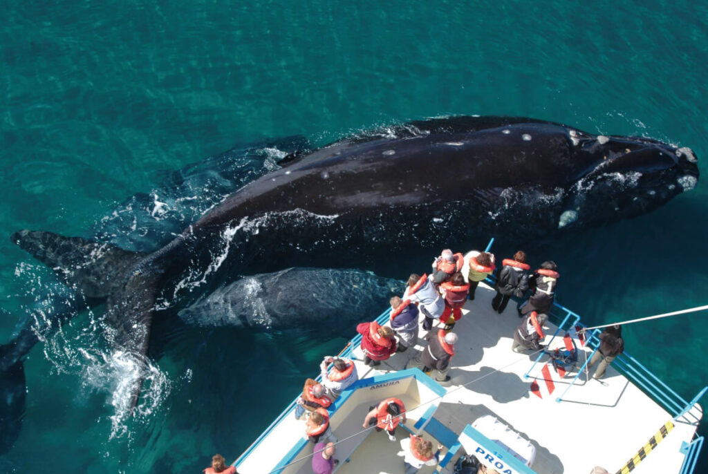 Whale Watching in Valdes Peninsula, Argentina