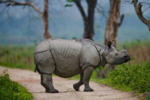 heart of Assam, the Kaziranga National Park