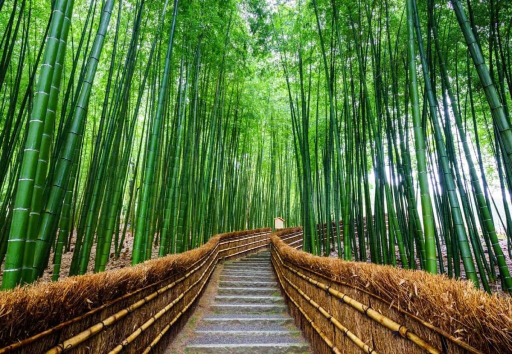 Arashiyama Bamboo Grove Kyoto, Japan