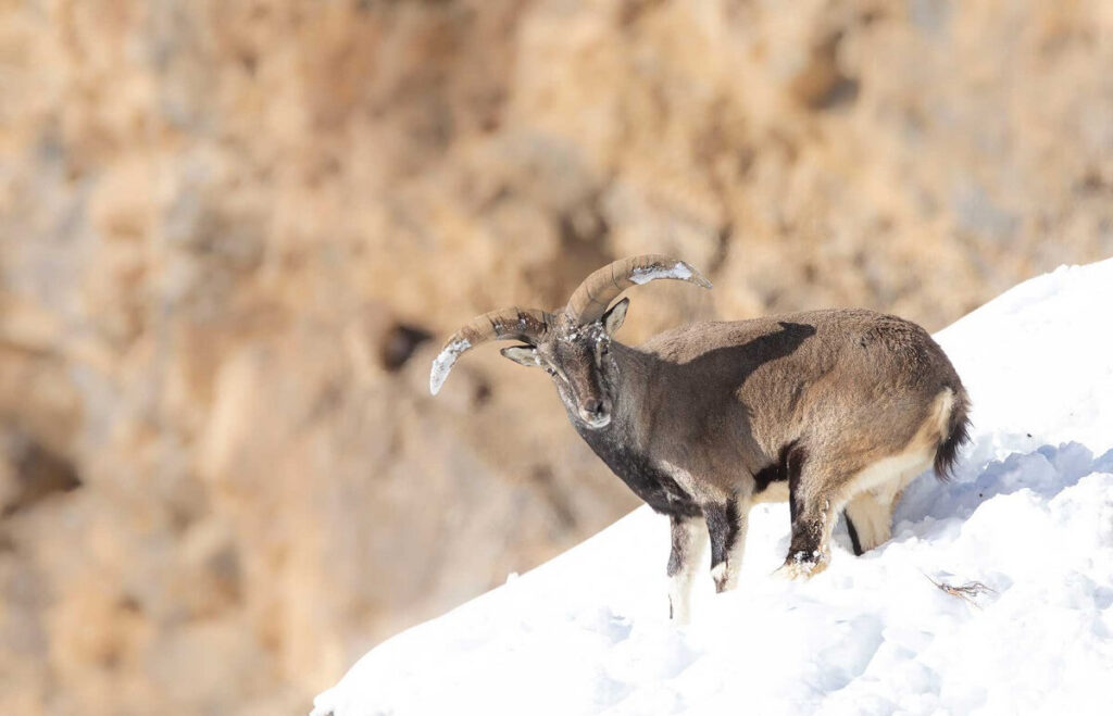 Kibber Wildlife Sanctuary Himachal