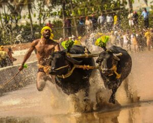 Kambala Event! Discover Dates, Venues & Insights