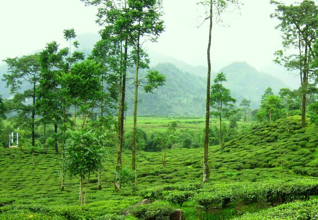 Doban, Dooars West Bengal