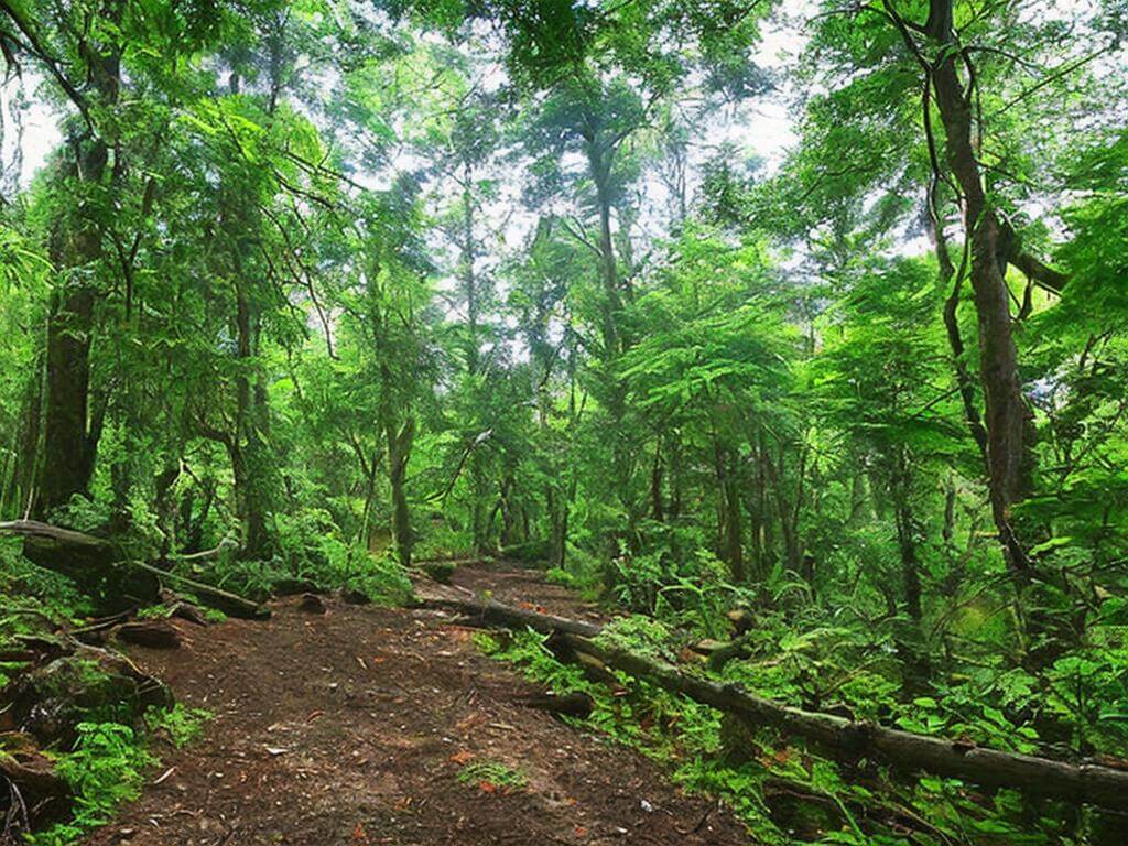 Kiala Forest Trek Himachal