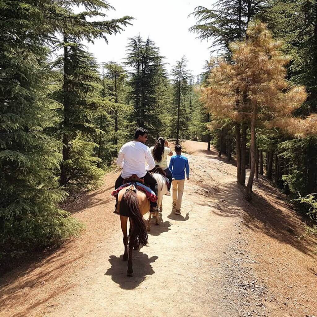 Naldehra Trek Himachal