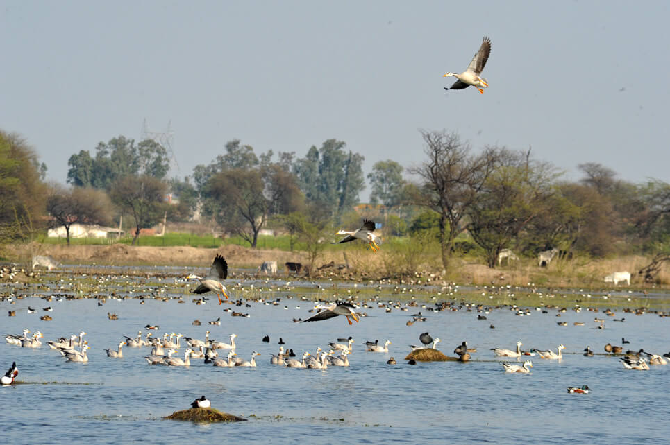 Sultanpur National Park Manesar