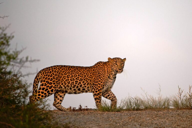 jawai-leopard-safari-rajasthan