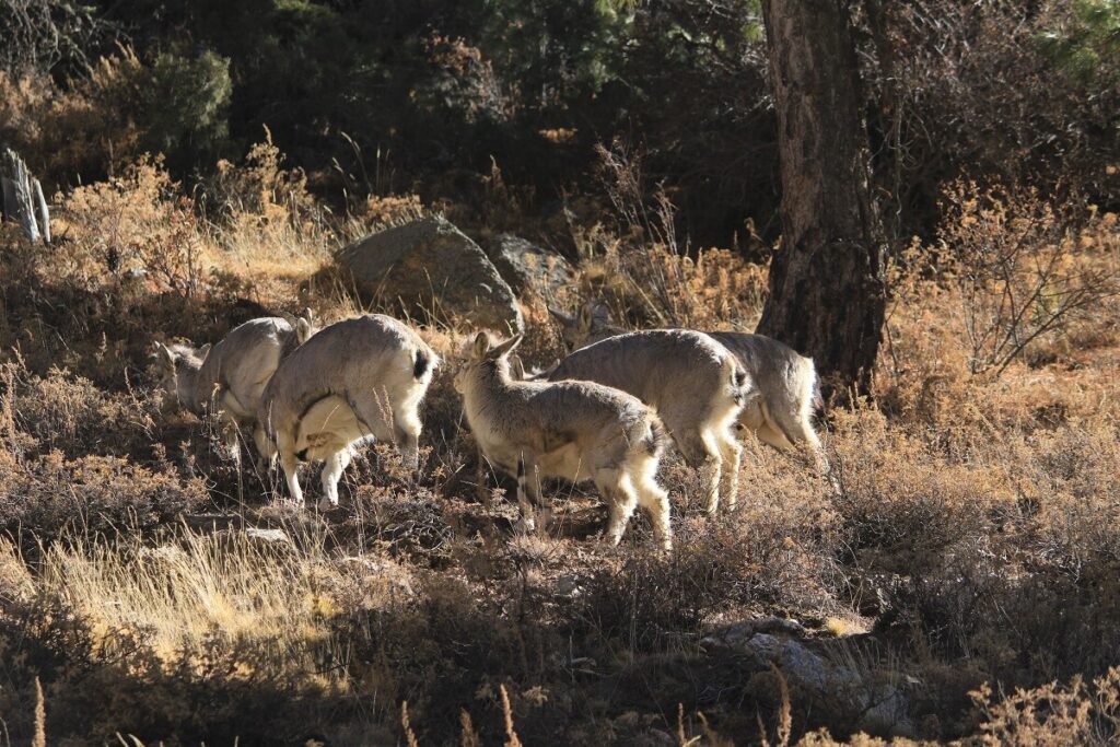 Deer, Gangotri National Park, Uttarakhand