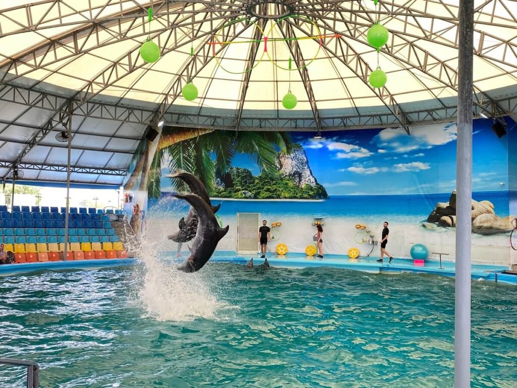 Dolphin Show Phuket Thailand