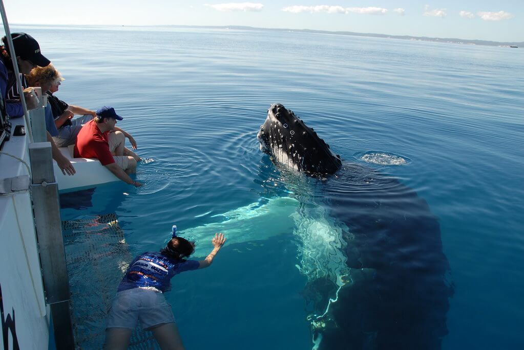 Dolphin and Whale Watching Mauritius