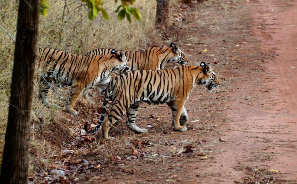 Hazaribagh National Park Bihar