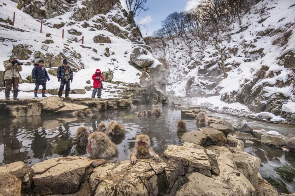 Jigokudani Snow Monkey Park Japan