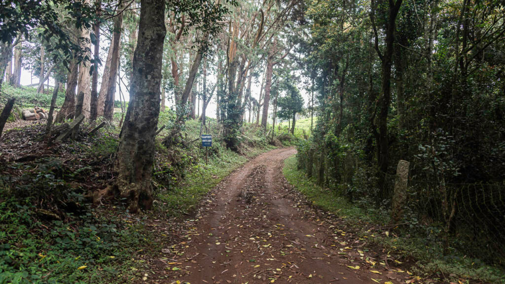 Longwood Shola Kotagiri Tamil Nadu