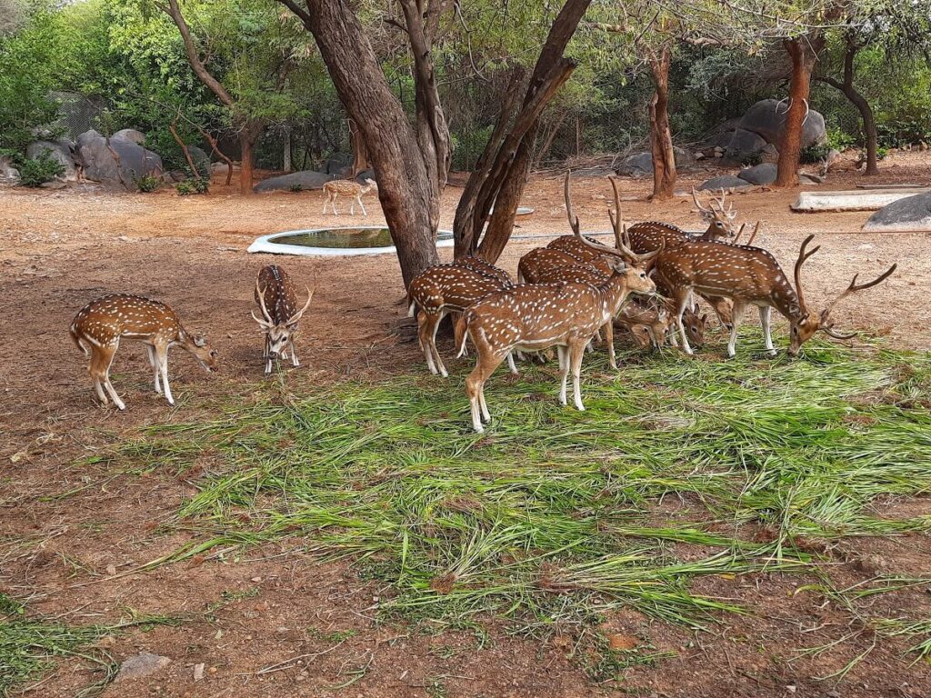 Mrugavani National Park Hyderabad