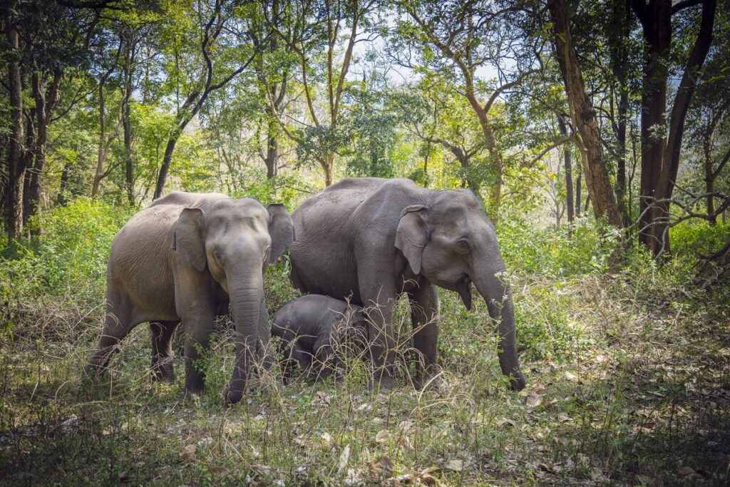 Mudumalai National Park, Tamil Nadu