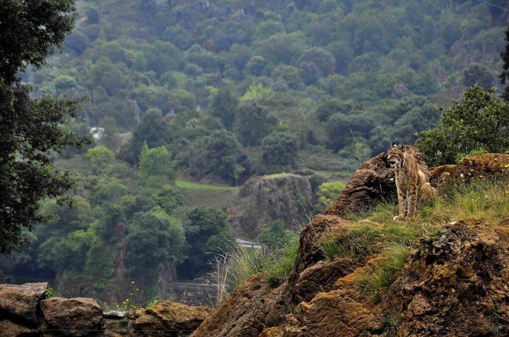 Silent Valley National Park Palakkad Kerala