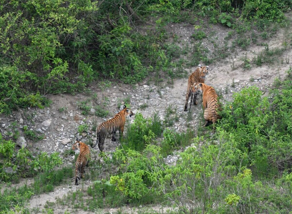 Sitabani Forest Corbett Uttarakhand