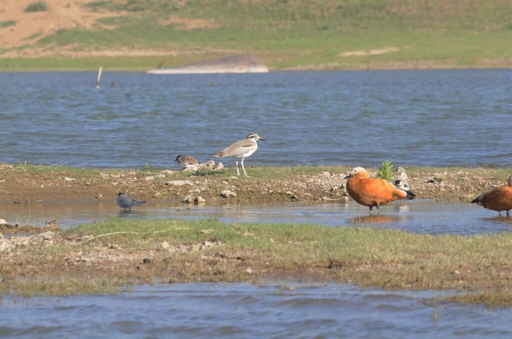 Chambal’s birdlife Palighat