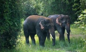 Chandaka-Dampara Wildlife Sanctuary