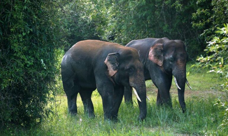 Chandaka-Dampara Wildlife Sanctuary