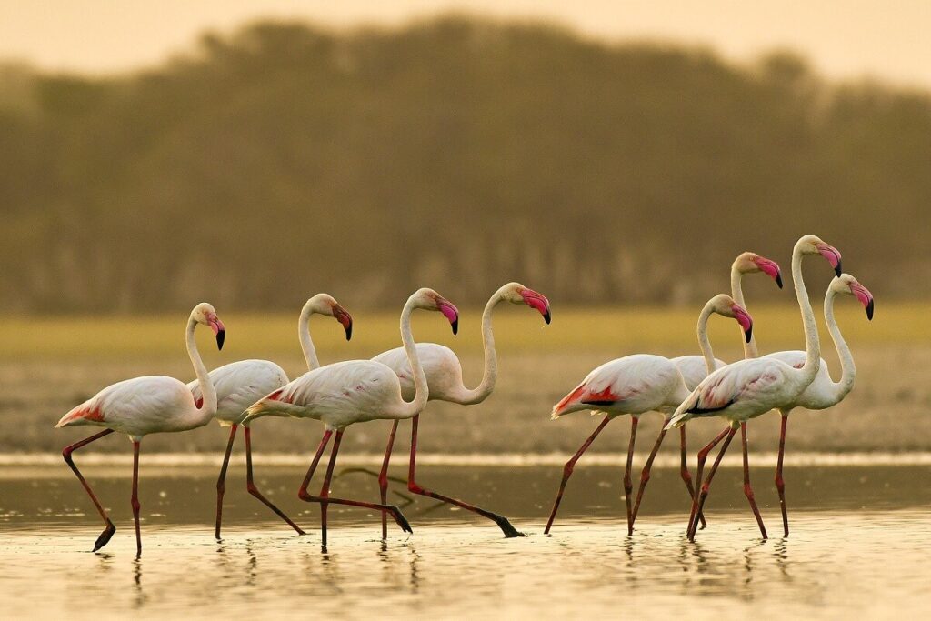 Chhari Dhand Bird Sanctuary Kutch Gujarat