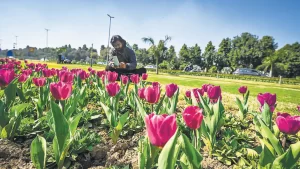 Delhi Tulip Festival