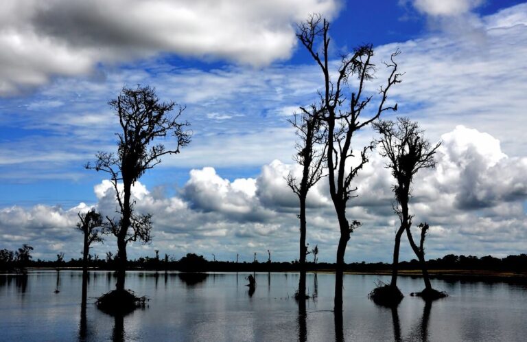 Dibru-Saikhowa National Park Assam