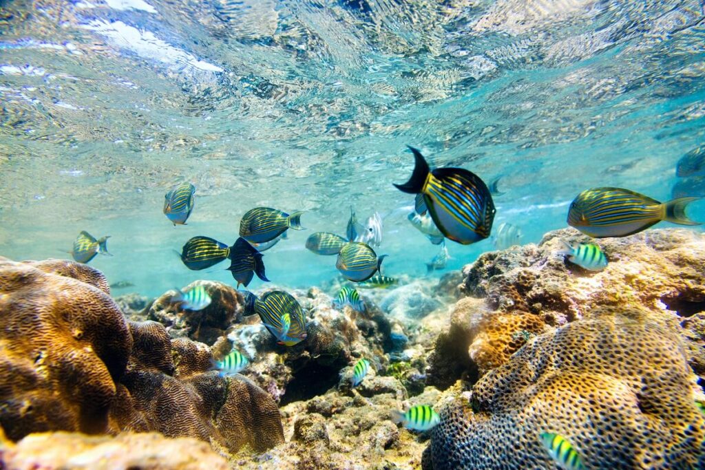 Hikkaduwa National Park Sri Lanka