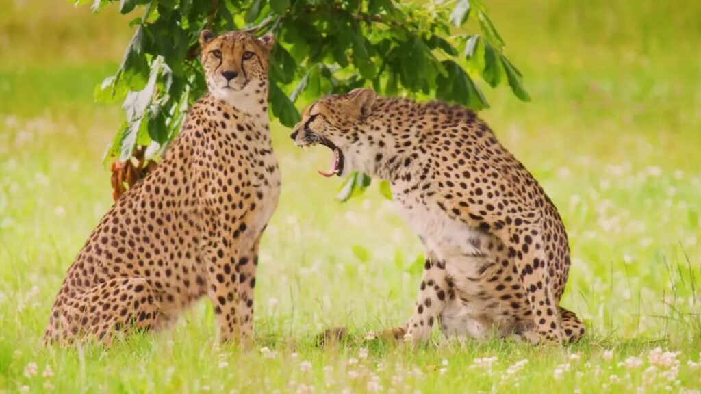 Kuno National Park, Madhya Pradesh