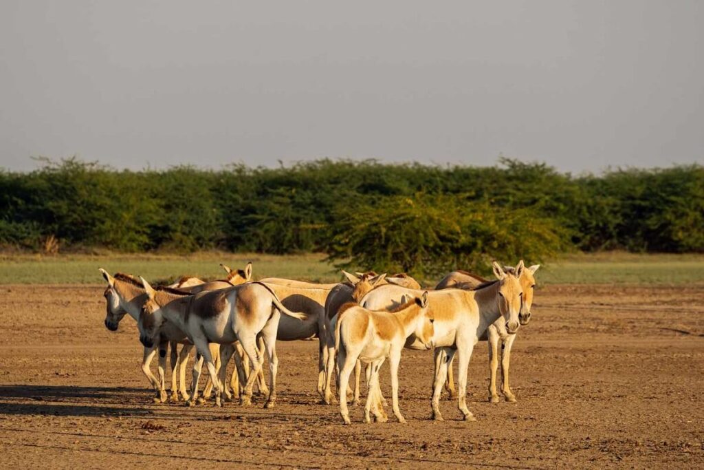 Kutch Desert Wildlife Sanctuary Gujarat