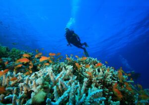 Scuba Diving in Lakshadweep