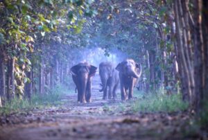 Vantara: Anant Ambani's Vision for the World's Largest Animal Sanctuary