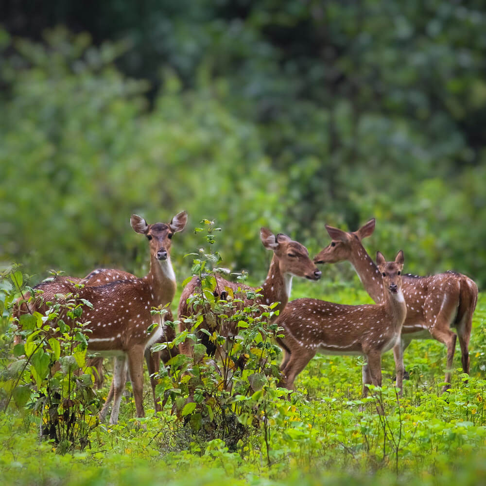 Anshi National Park, Karnataka