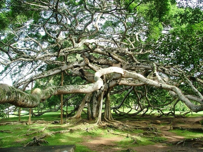 Thimmamma Marrimanu Andntapur Andhra Pradesh