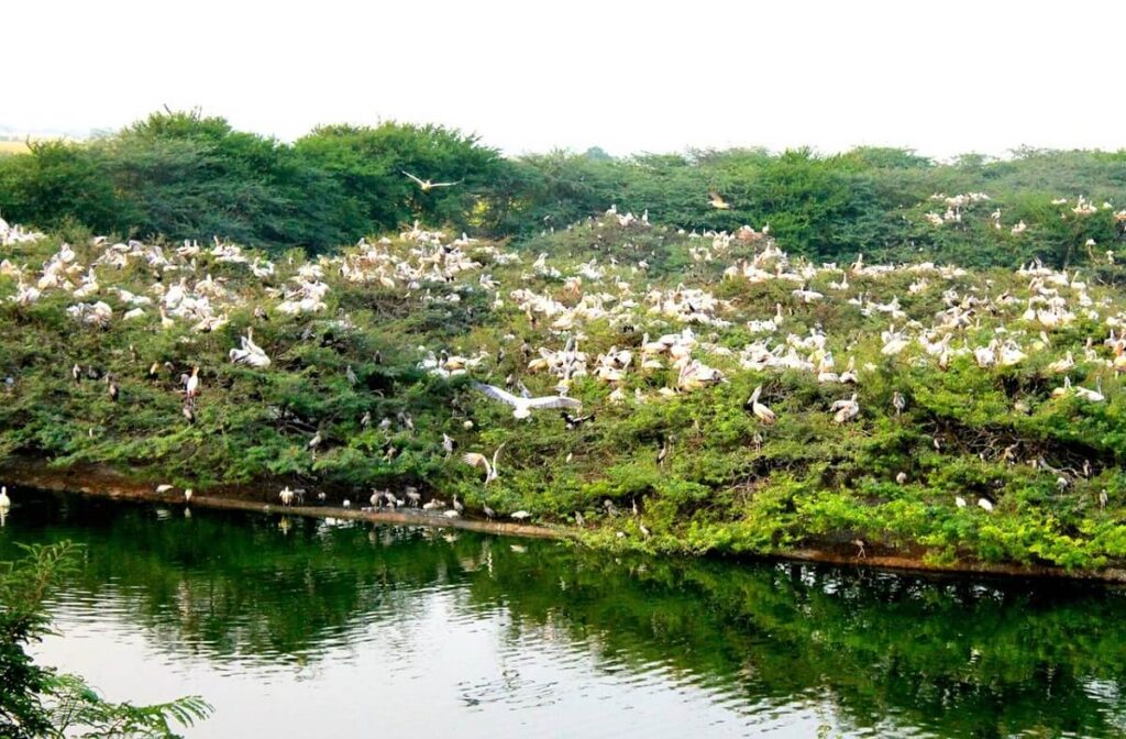 Uppalapadu Bird Sanctuary Andhra Pradesh