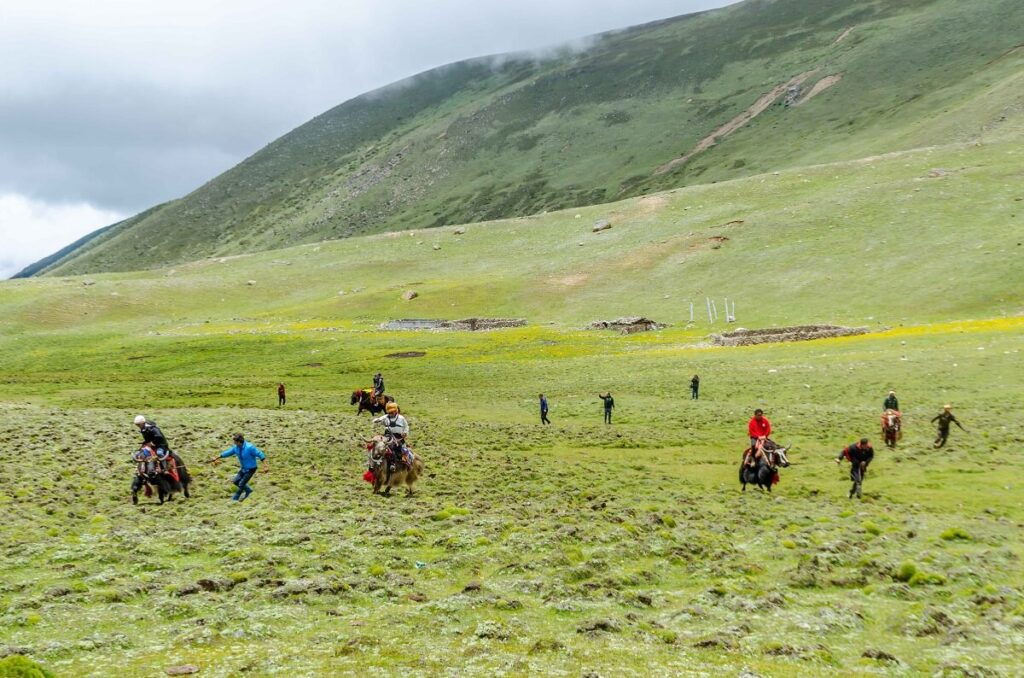 Yak Race Lachen Sikkim