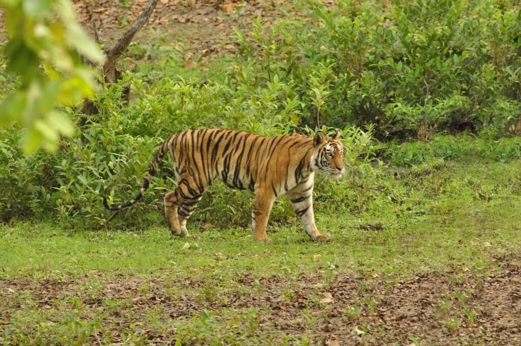 Buxa Tiger Reserve Dooars