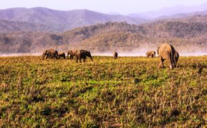 Best Time to Visit Corbett National Park – A Complete Month-by-Month Guide
