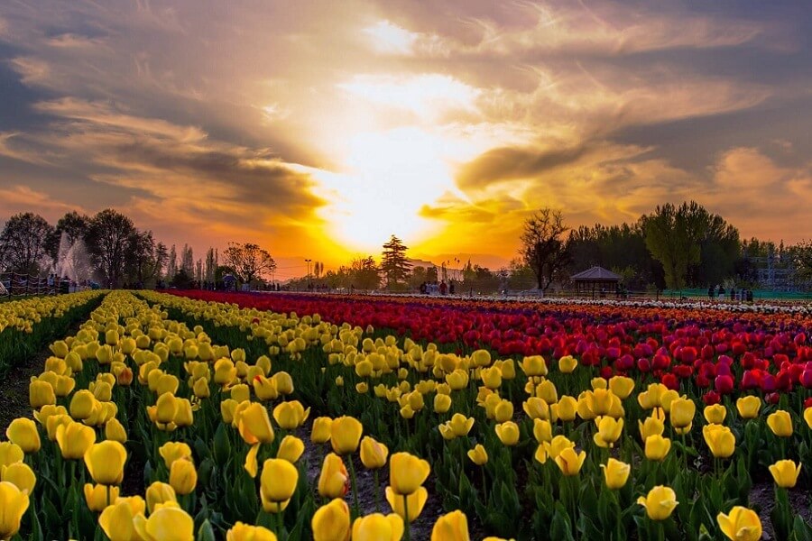 Indira Gandhi Tulip Garden - Srinagar, Kashmir