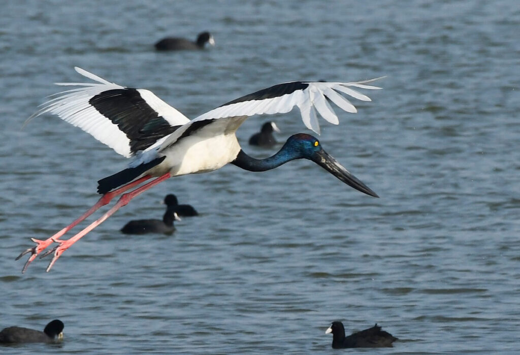 Khijadiya Bird Sanctuary Jamnagar Gujarat