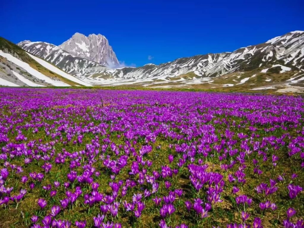 Pampore Kashmir