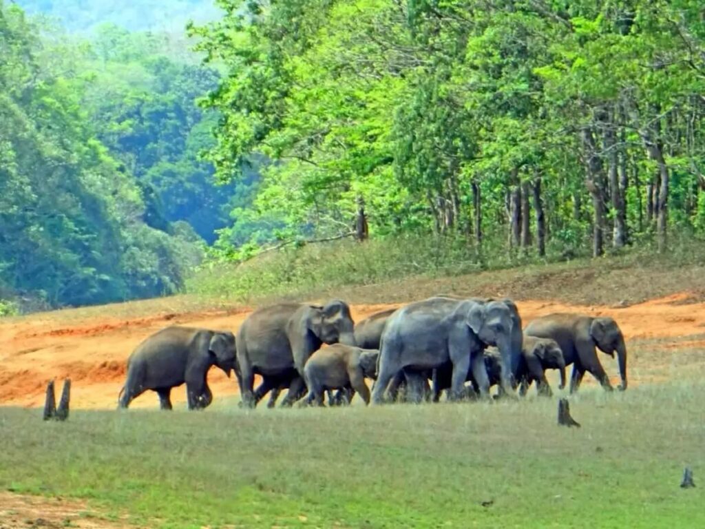 Periyar Wildlife Sanctuary Kerala