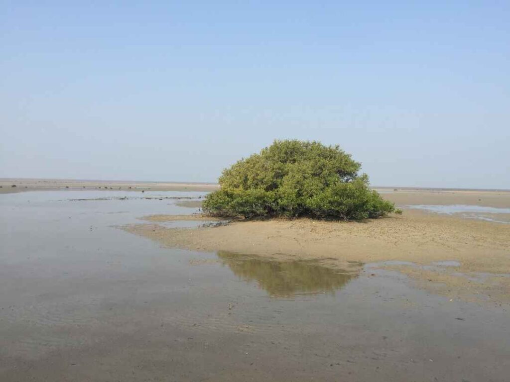 Pirotan Island Jamnagar Gujarat