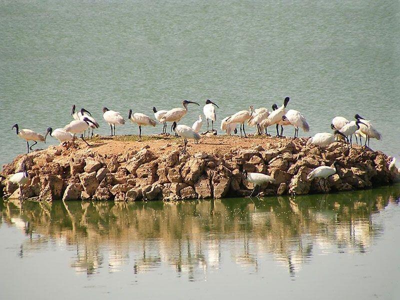 Porbandar Bird Sanctuary Gujarat