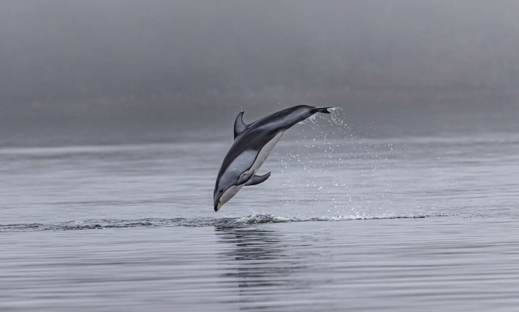 Vikramshila Gangetic Dolphin Sanctuary Bhagalpur Bihar