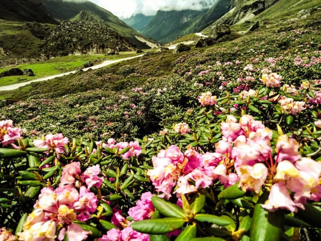 Yumthang Valley Tulip Garden Sikkim