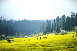 Yusmarg Comprehensive Travel Guide to Kashmir's Serene Paradise