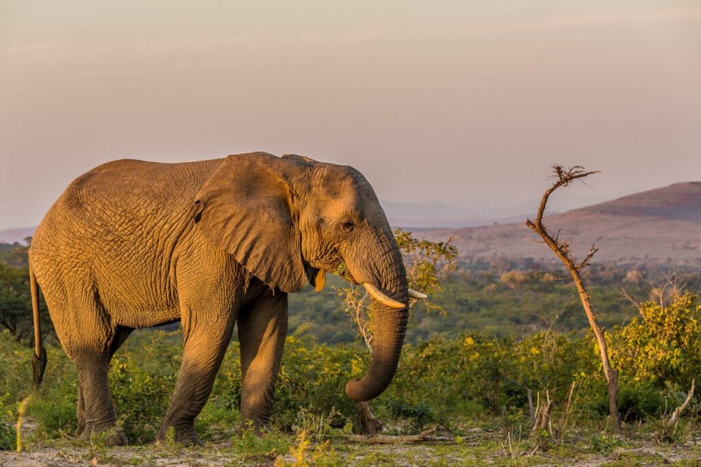 What are you waiting for? Start planning your trip to South Africa today and get ready for an unforgettable experience!